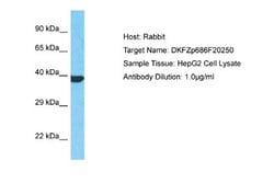 FAM114A1 Antibody, Novus Biologicals 100 &mu;L; Unconjugated:Antibodies,